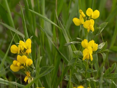 Thermopsis rhombifolia, photographed by Kathlin Simpkins