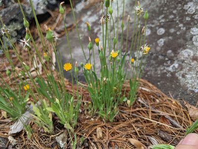 Krigia virginica, photographed by Kristof Zyskowski