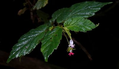 Begonia urticae, photographed by desertnaturalist