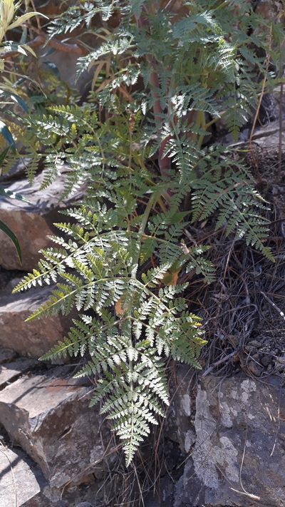 Athamanta montana, photographed by Alessia Guggisberg