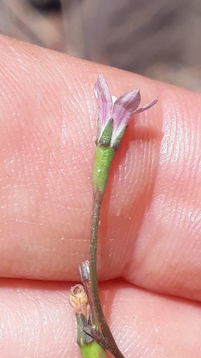 Wahlenbergia lobelioides, photographed by Alessia Guggisberg