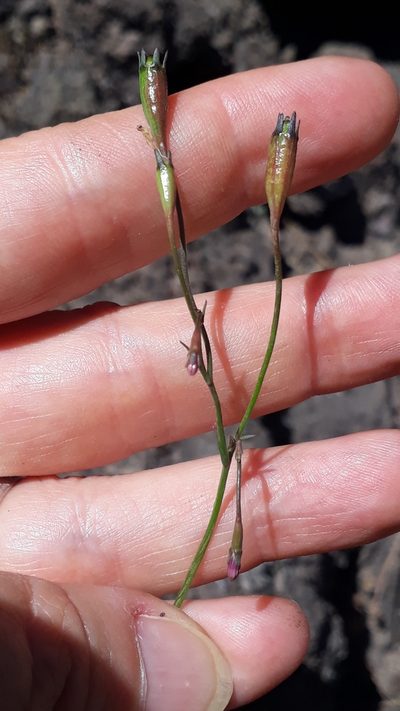 Wahlenbergia lobelioides, photographed by Alessia Guggisberg