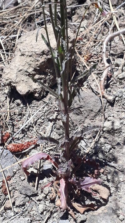 Wahlenbergia lobelioides, photographed by Alessia Guggisberg
