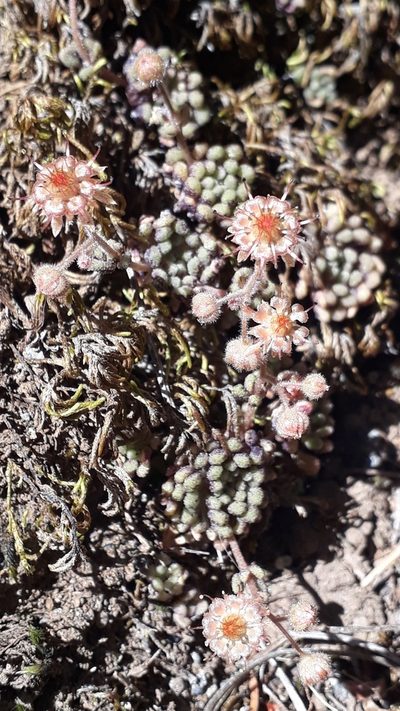 Monanthes brachycaulos, photographed by Alessia Guggisberg