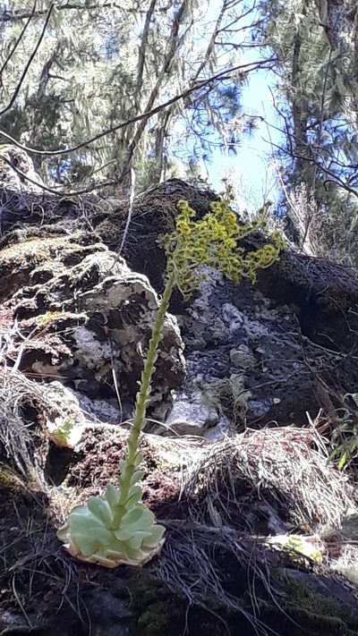 Aeonium aureum, photographed by Alessia Guggisberg