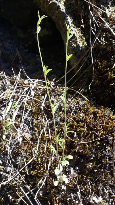 Legousia falcata, photographed by Alessia Guggisberg