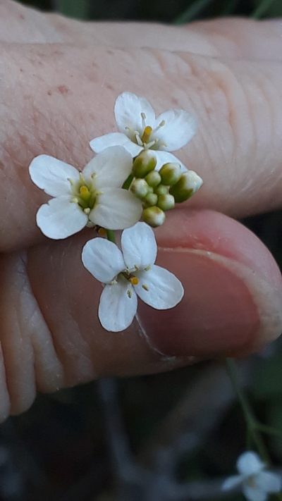 Crambe strigosa, photographed by Alessia Guggisberg