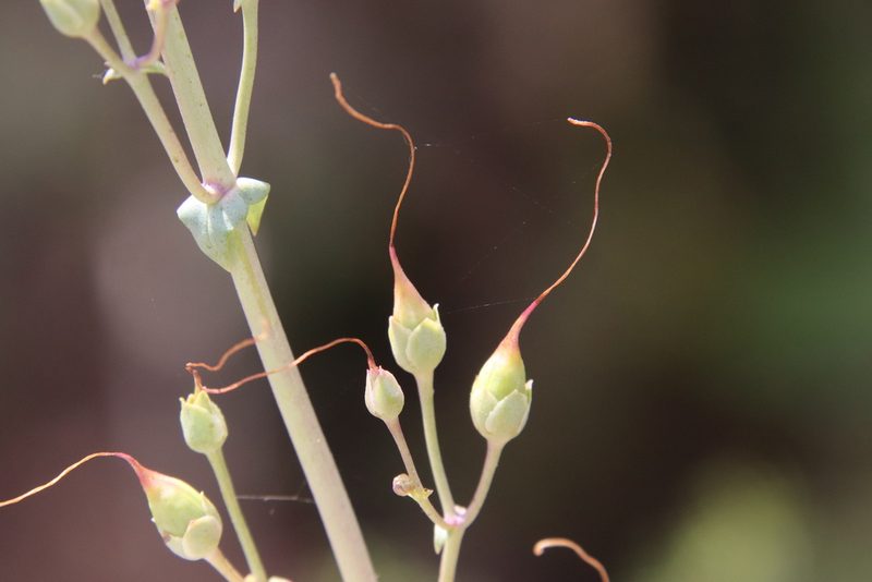 Penstemon spectabilis, photographed by Millie Basden