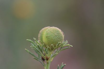 Romneya trichocalyx, photographed by Millie Basden