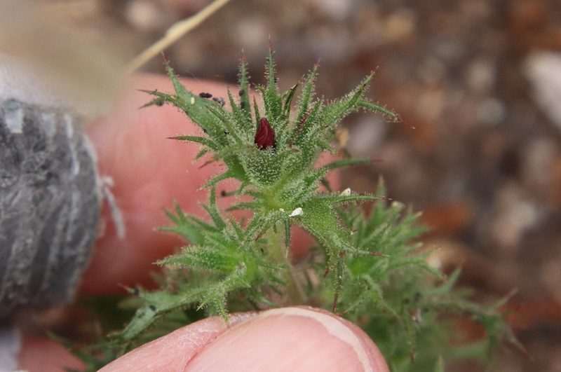 Navarretia hamata, photographed by Millie Basden
