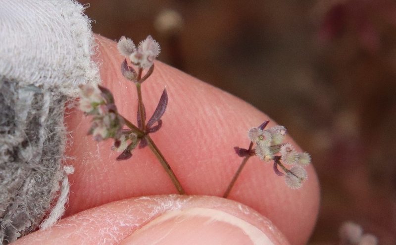 Galium parisiense, photographed by Millie Basden