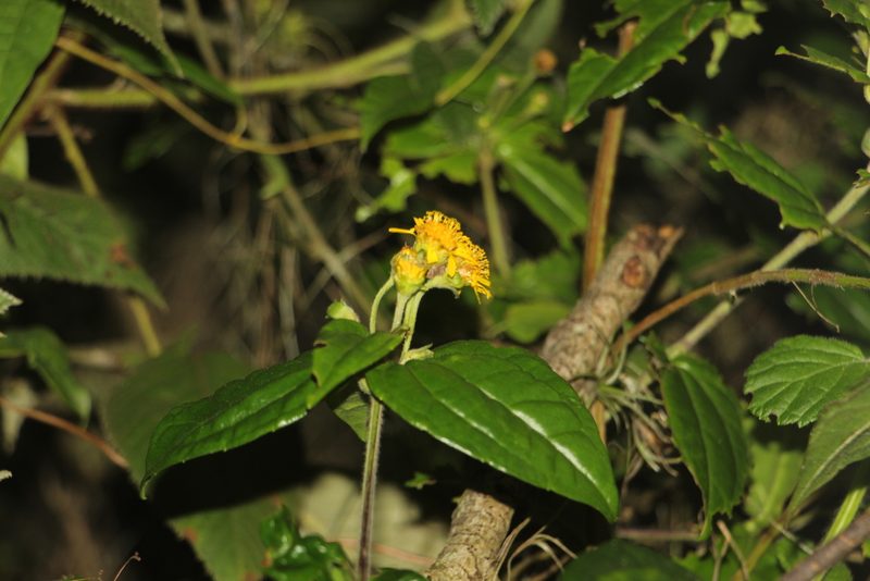 Calea bucaramangensis, photographed by Andrés Ramírez-Barrera