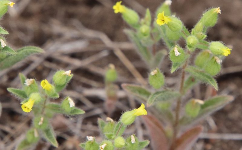 Mimetanthe pilosa, photographed by Millie Basden