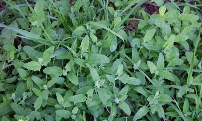 Atriplex patula, photographed by Anastasia_Surkova