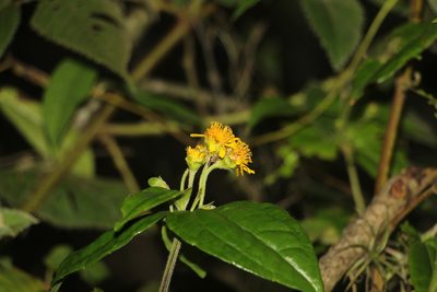 Calea bucaramangensis, photographed by Andrés Ramírez-Barrera