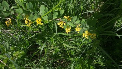 Berberis vulgaris, photographed by Loopy30