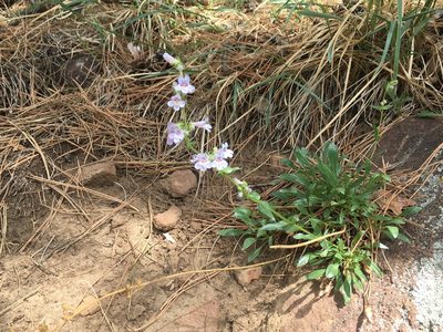 Penstemon virens, photographed by Shalana Gray
