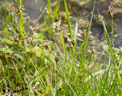 Carex praecox, photographed by Anastasia_Surkova