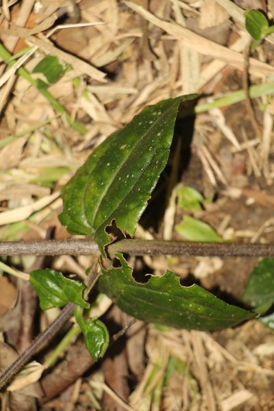 Calea bucaramangensis, photographed by Andrés Ramírez-Barrera