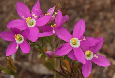 Zeltnera venusta, photographed by Millie Basden