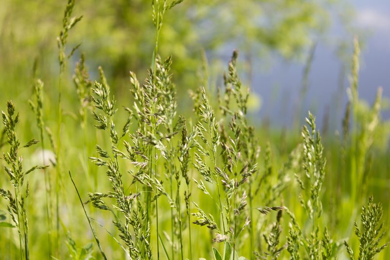 Poa pratensis, photographed by Anastasia_Surkova