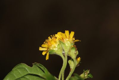 Calea bucaramangensis, photographed by Andrés Ramírez-Barrera