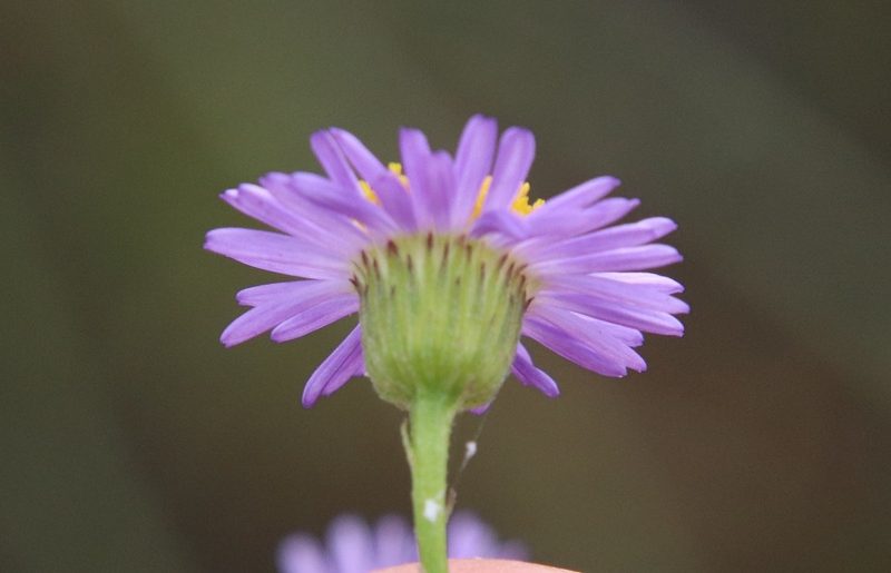 Erigeron foliosus, photographed by Millie Basden
