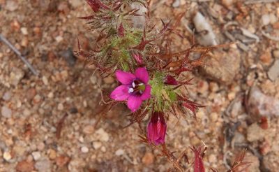 Navarretia hamata, photographed by Millie Basden
