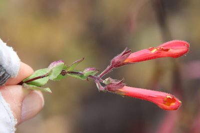 Keckiella cordifolia, photographed by Millie Basden