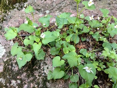 Viola canadensis, photographed by Shalana Gray