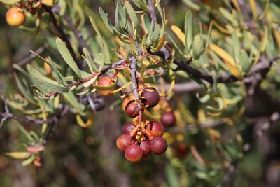 Cneoridium dumosum, photographed by Millie Basden