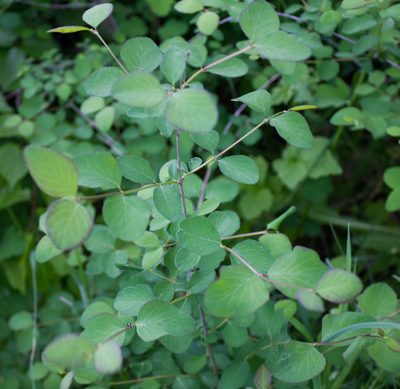 Symphoricarpos albus, photographed by Anastasia_Surkova