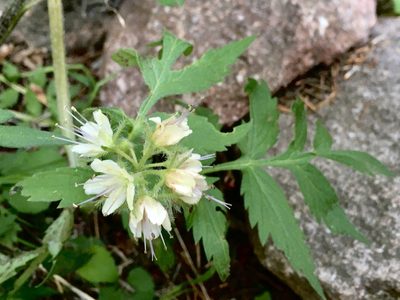 Hydrophyllum fendleri, photographed by Shalana Gray