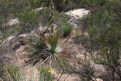 Hesperoyucca whipplei, photographed by Millie Basden