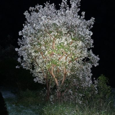 Banksia integrifolia, photographed by Gary Williams