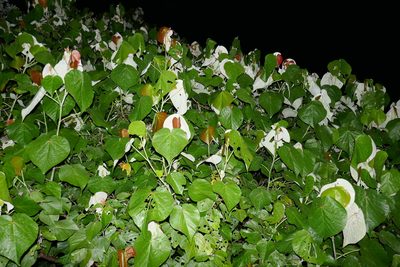 Hibiscus tiliaceus, photographed by Gary Williams