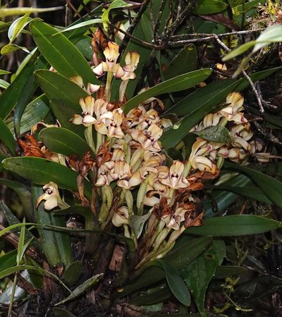 Maxillaria embreei, photographed by desertnaturalist