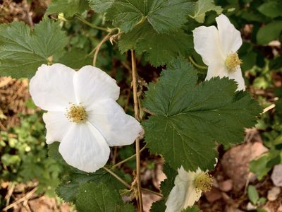 Rubus deliciosus, photographed by Shalana Gray