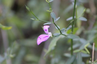 Dicliptera decorticans, photographed by Ryan Donnelly