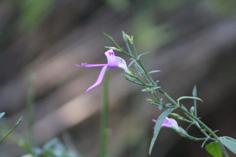 Dicliptera decorticans, photographed by Ryan Donnelly