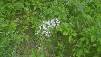 Ornithogalum umbellatum, photographed by Loopy30