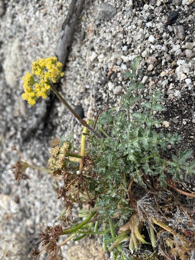 Lomatium parvifolium, photographed by Leah Gardner