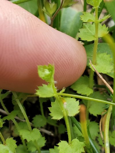Heterocodon rariflorus, photographed by Shane Johnson