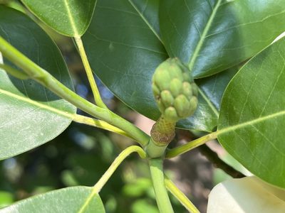 Magnolia virginiana, photographed by Steve Taylor