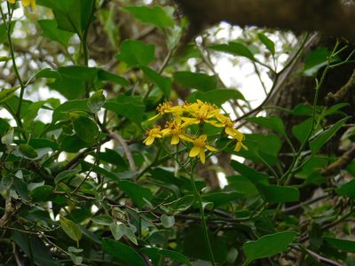 Senecio angulatus, photographed by Pablo Bombín