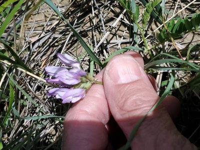 Astragalus agrestis, photographed by John Gaskin