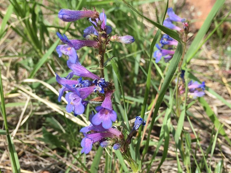 Penstemon virens, photographed by Shalana Gray