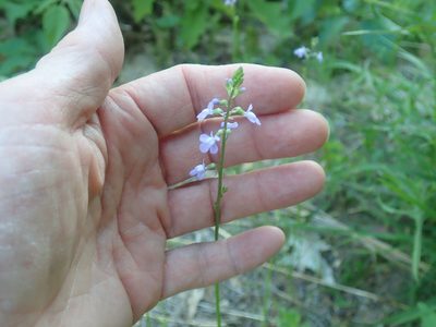 Nuttallanthus canadensis