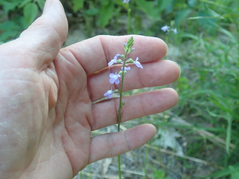 Nuttallanthus canadensis, photographed by Lynn Harper