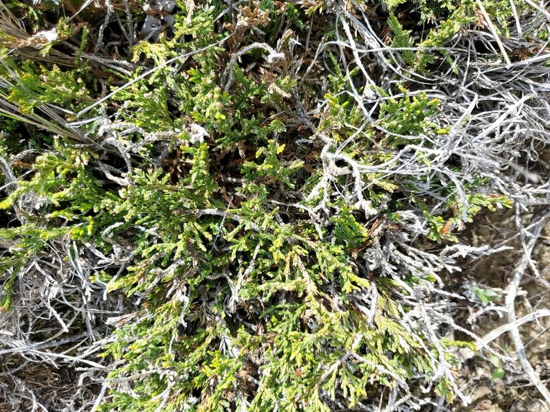 Juniperus horizontalis, photographed by John Gaskin